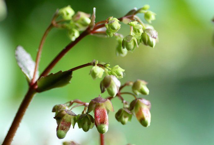 宮燈長壽花