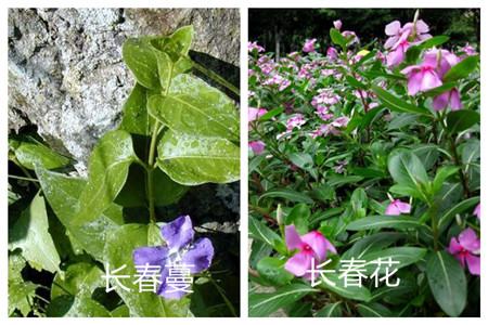 長春蔓和長春花的區(qū)別之植株形態(tài)