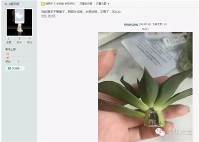 黑王子黑腐怎么辦？