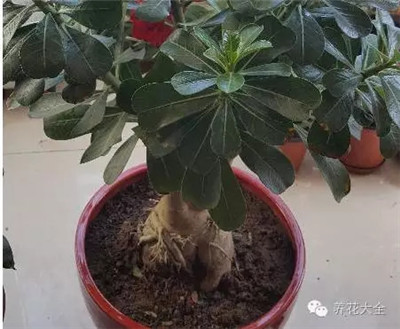 這是什么花？