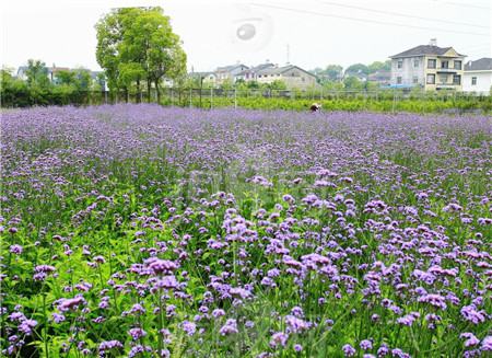 薰衣草和馬鞭草的區(qū)別~原產地區(qū)