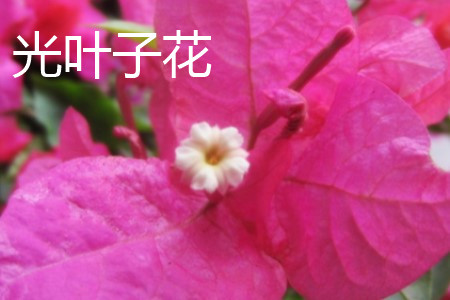 光葉子花