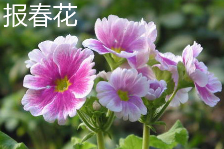 報(bào)春花