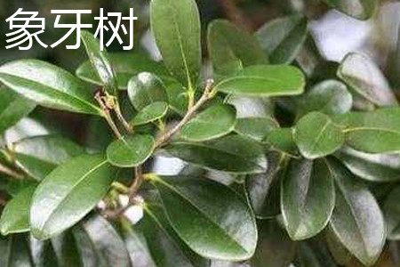 象牙樹(shù)