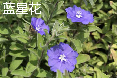 藍(lán)星花