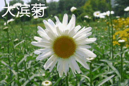 大濱菊，花.jpg