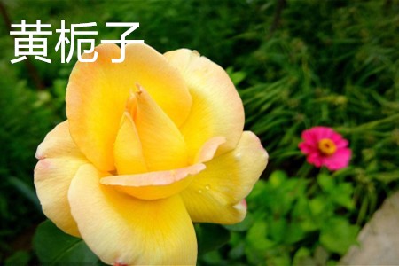 黃梔子，花.jpg