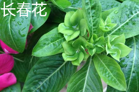 長(zhǎng)春花1.jpg