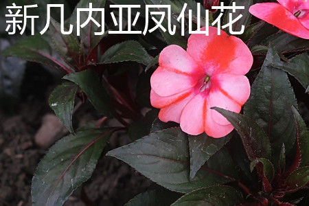 新幾內亞鳳仙花