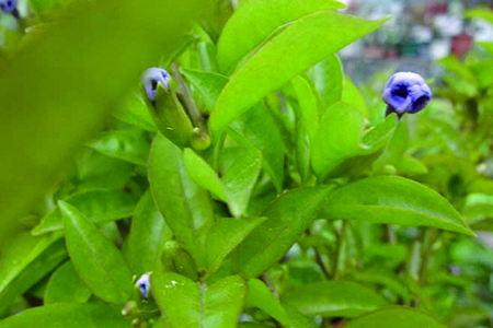 雙色茉莉