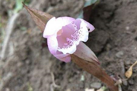 獨(dú)花蘭