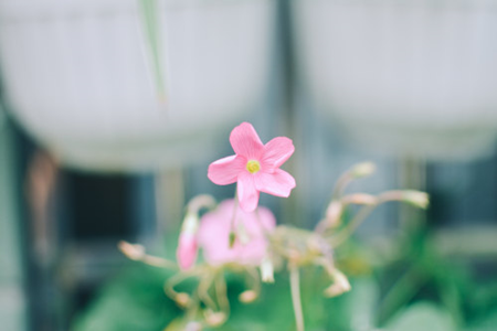 長春花