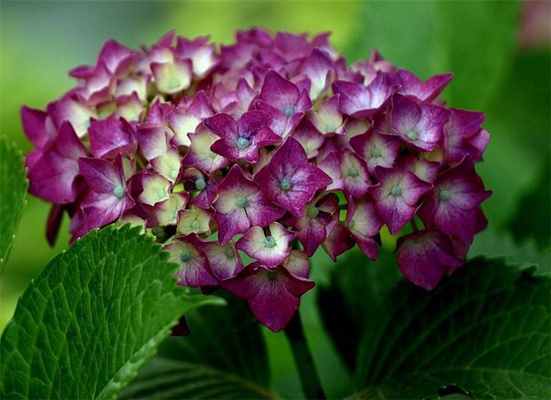 八仙花高清圖片欣賞