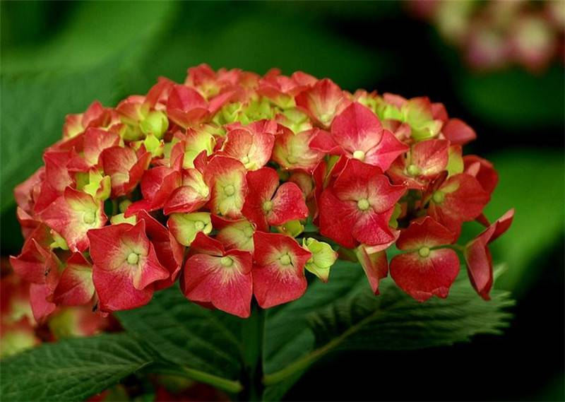 八仙花開，無盡夏來