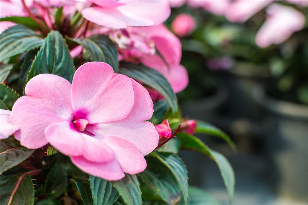 鳳仙花