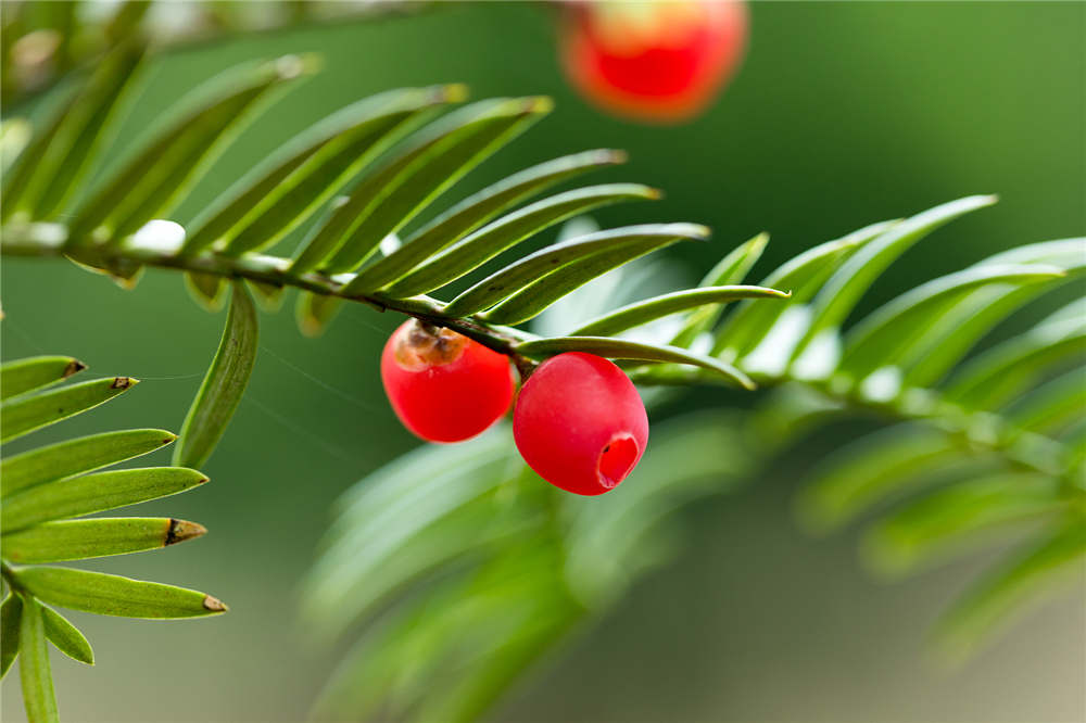 紅豆杉